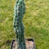 Tr.bridgesii Bruces Dragon 2