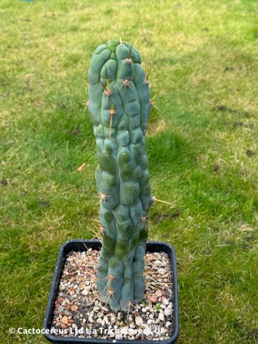 Tr. Bridgesii Monstrose &Quot;Bruce'S Dragon&Quot; 🐉 - 32Cm Whole Plant - Image 7