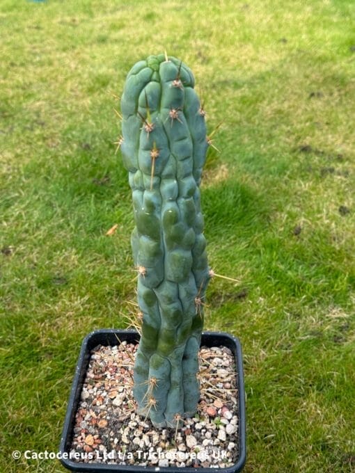 Tr.bridgesii Bruces Dragon 3