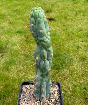 Tr.bridgesii Bruces Dragon 4