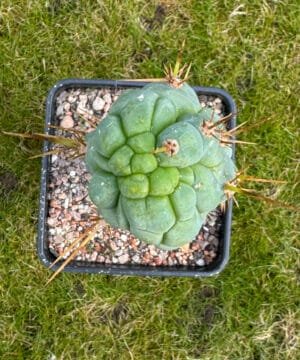 Tr.bridgesii Bruces Dragon 5