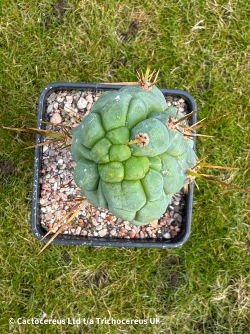 Tr. Bridgesii Monstrose &Quot;Bruce'S Dragon&Quot; 🐉 - 32Cm Whole Plant - Image 5