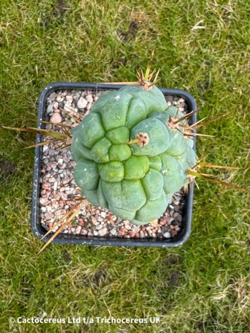 Tr.bridgesii Bruces Dragon 5