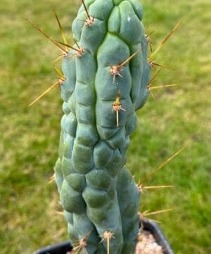 Tr.bridgesii Bruces Dragon 7