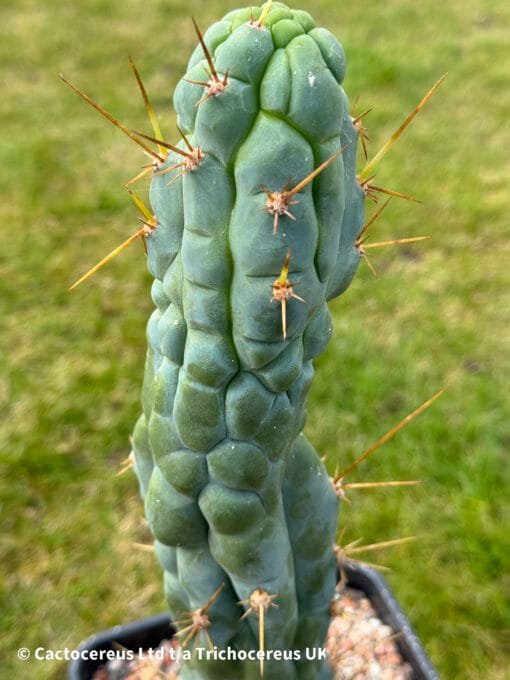 Tr. Bridgesii Monstrose &Quot;Bruce'S Dragon&Quot; 🐉 - 32Cm Whole Plant - Image 3