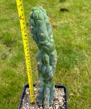 Tr.bridgesii Bruces Dragon 8