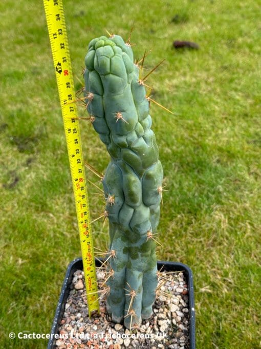 Tr. Bridgesii Monstrose &Quot;Bruce'S Dragon&Quot; 🐉 - 32Cm Whole Plant - Image 2