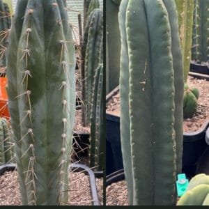 Trichocereus Peru X Scop