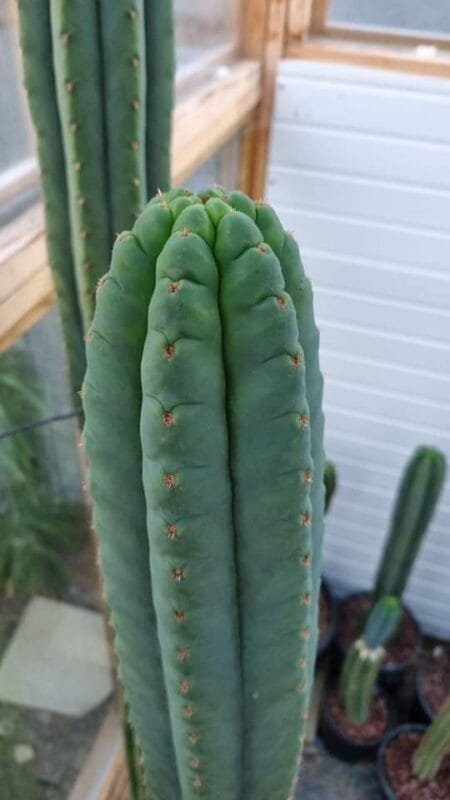 Trichocereus Pachanoi 'Kk339' Clone - Cuts 3 Image 123650291 1