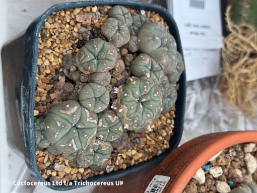 Lophophora Williamsii Var Caespitosa - 10Cm - The Fighter - Image 4