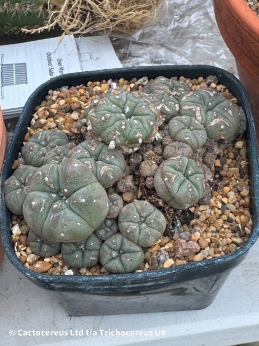 Lophophora Williamsii Var Caespitosa - 10Cm - The Fighter