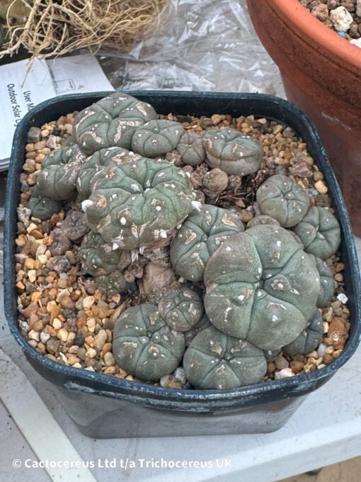 Lophophora Williamsii Var Caespitosa - 10Cm - The Fighter - Image 3