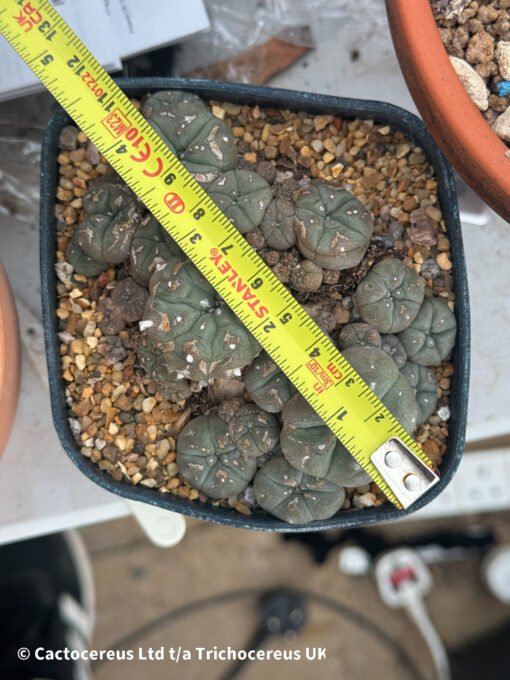 Lophophora Williamsii Var Caespitosa - 10Cm - The Fighter - Image 2