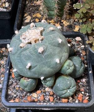 Lophophora Williamsii Degraft 1