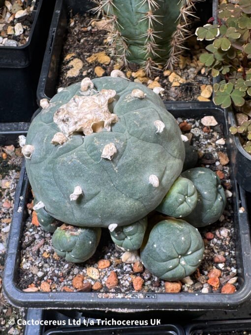 Lophophora Williamsii Degraft 1