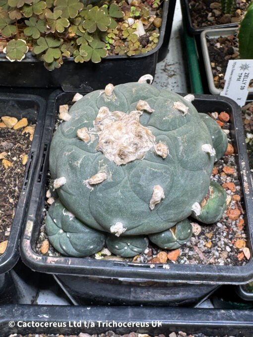 Lophophora Williamsii Degraft 2