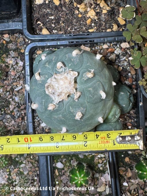 Lophophora Williamsii Degraft 3