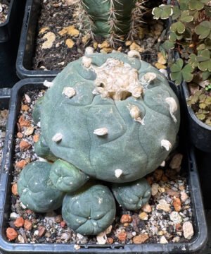 Lophophora Williamsii Degraft 4