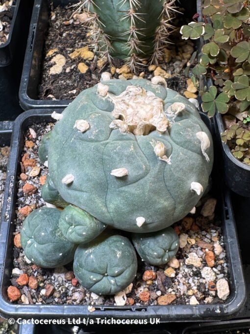 Lophophora Williamsii Degraft 4