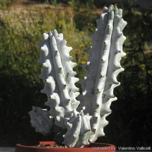 Stenocereus Beneckei Rooted Cuttings - Image 3
