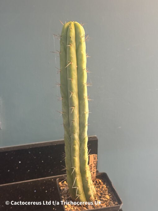 Tr. Bridgesii 'Urban Tribes' Clone - Aus Import - Whole Plants