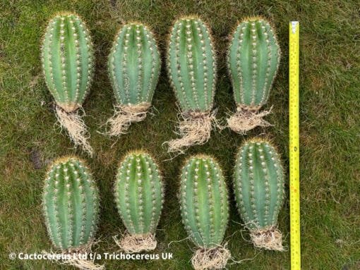 Trichocereus Hybrid &Quot;Sun Goddess&Quot; Clone - Uk First