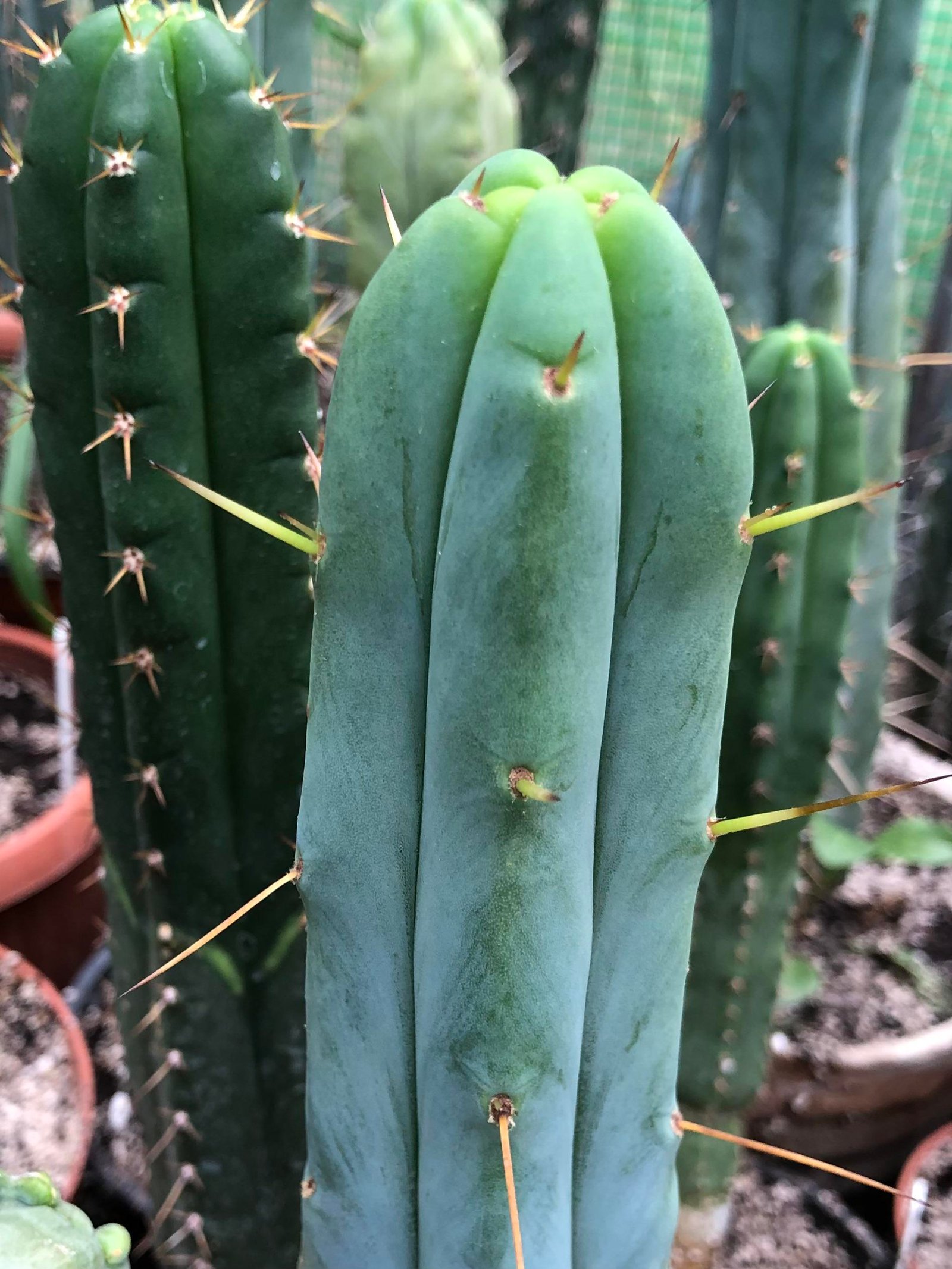Tr. Bridgesii 'Lee' X Tpm (Misplant) 2 Bridge Lee