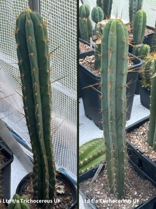 Trichocereus Bridgesii Noid