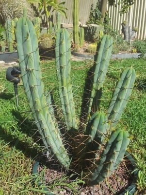 Jeans Trichocereus Bridgesii Zed420