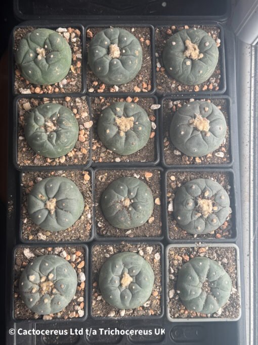 Lophophora Williamsii Degrafts 5 - 6Cm