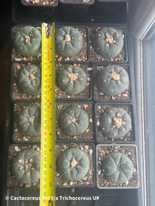 Lophophora Williamsii Degrafts 5 - 6Cm - Image 2