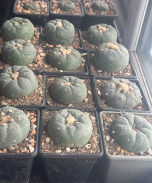 Lophophora Williamsii 5Cm Degrafts 15