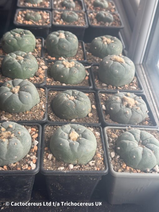 Lophophora Williamsii Degrafts 5 - 6Cm - Image 3