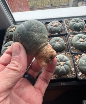 Lophophora Williamsii 5Cm Degrafts 16