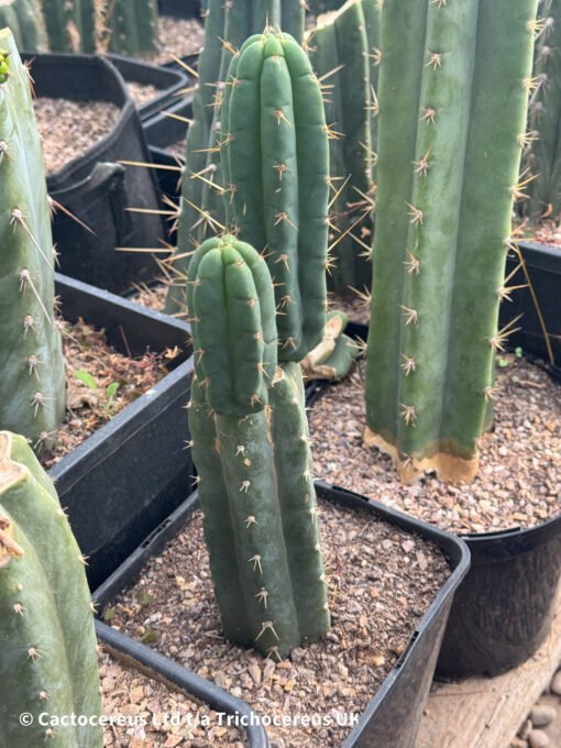 Tr. Bridgesii 'Psycho0' X Tr. Scopulicola 'Super Pedro' - Image 3