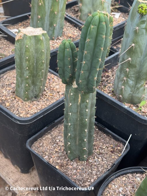 Tr. Bridgesii 'Psycho0' X Tr. Scopulicola 'Super Pedro'