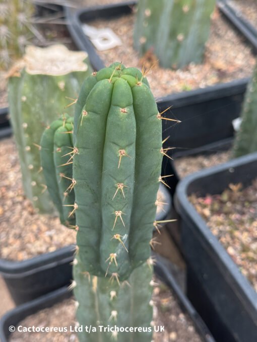 Tr. Bridgesii 'Psycho0' X Tr. Scopulicola 'Super Pedro' - Image 4