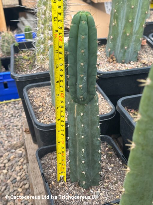 Tr. Bridgesii 'Psycho0' X Tr. Scopulicola 'Super Pedro' - Image 2