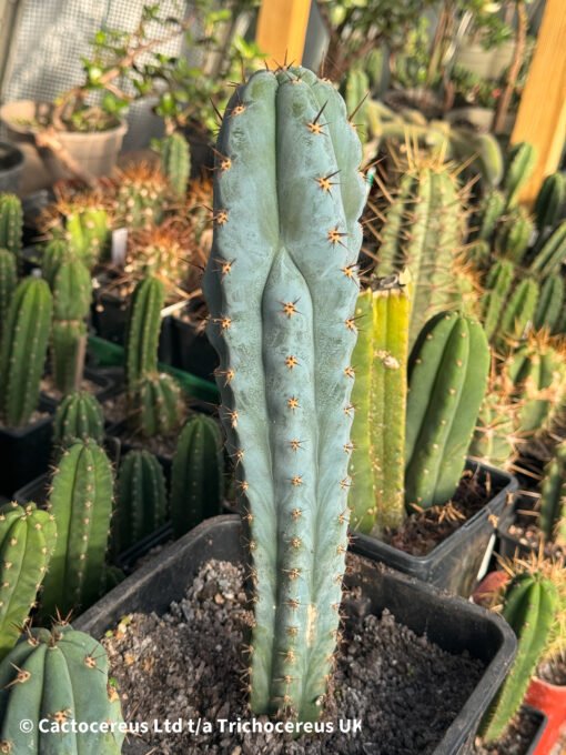 Tr. Peruvianus Blue Peru - Whole Plant