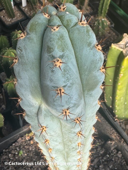 Tr. Peruvianus Blue Peru - Whole Plant - Image 3