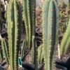 Trichocereus Thorny X Topo Negro