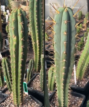 Trichocereus Thorny X Topo Negro