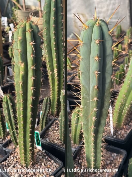 Tricho Vault - Tr. Bridgesii 'Thorny' X 'Topo Negro'