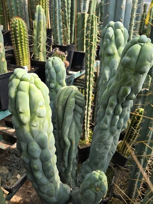 アガベ Blue cactus Amazon.com : Blue Agave Americana Cactus Plant (Maguey) 20+