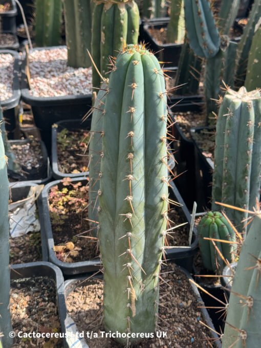 Tr. Peruvianus 'Rosei 1' Clone - Whole Plant