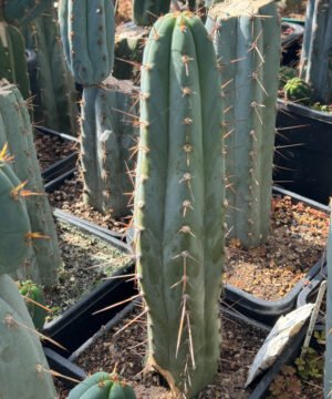 Tr Peruvianus Rosei1 4 2