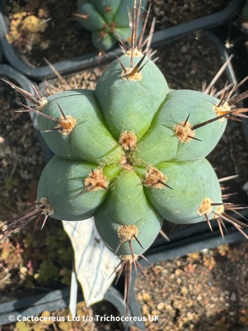 Tr. Peruvianus 'Rosei 1' Clone - Whole Plant - Image 2