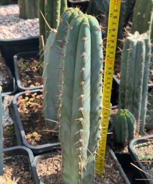 Tr Peruvianus Rosei1 4 4