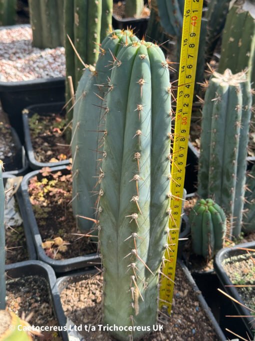 Tr. Peruvianus 'Rosei 1' Clone - Whole Plant - Image 3