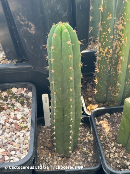 Tr. Santaensis 'Chavin (Mt05)' - Whole Plant